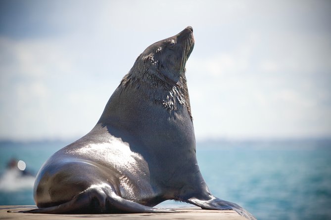 1.5hour Scenic and Wildlife luxury cruise - The comfort side: custom vessel, room to move, and a free hot drink