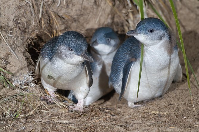 1 Day Exclusively Private Tour Of Phillip Island & The Penguin Parade - Koalas: more than one stop, more than one style of seeing them