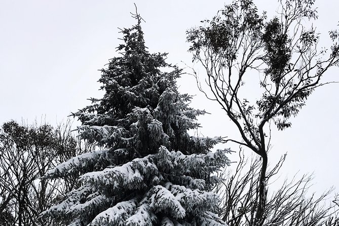 1 day Lake mountain snow tour - Price ($105) and what you actually get for it