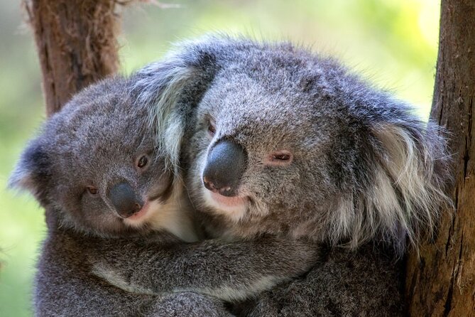 1 day Puffing Billy Steam Train and Wildlife Tour from Melbourne - Outer Melbourne, Done the Easy Way