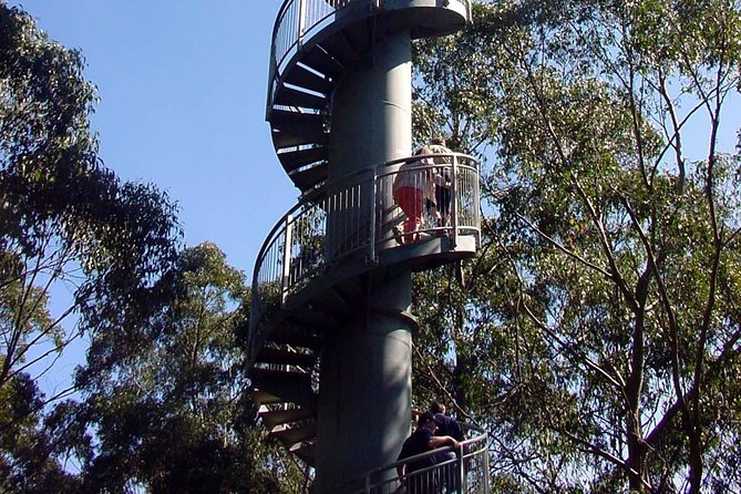 12 Apostles and Otway Fly Zipline Day Trip from Melbourne - Otway Fly Treetop Adventures: zip-lines, suspension bridges, and steel canopy walk