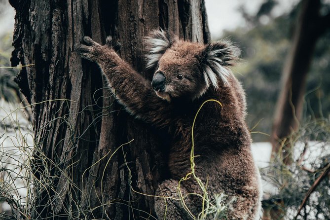12 Apostles, Otways & Great Ocean Road Day Tour - Small Group - Key highlights worth getting excited about