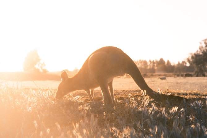 12 Apostles, Otways & Great Ocean Road Day Tour - Small Group - Kennett River: koalas, parrots, and kangaroos in the wild