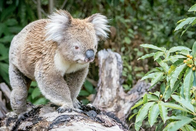 12 Apostles,Great Ocean Road Tour - hotel PICKUP & free entries - Great Otway National Park: where koalas and waterfalls can happen