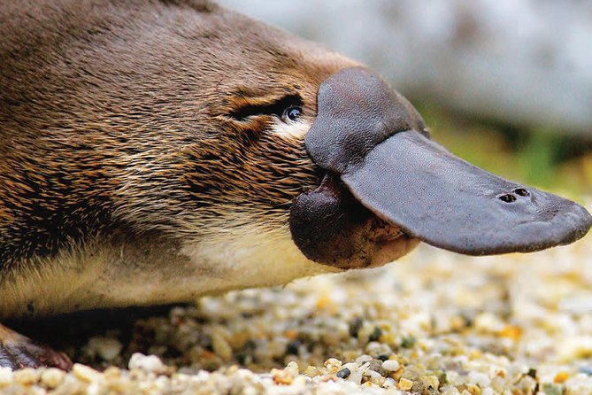 2 Day Great Ocean Road Tour and Platypus paddle - Key things to know before you go