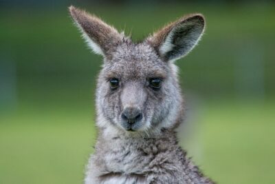 2-Day Melbourne to Adelaide Tour via Great Ocean Road Grampians - Day 1 on the Great Ocean Road: Anglesea to Halls Gap