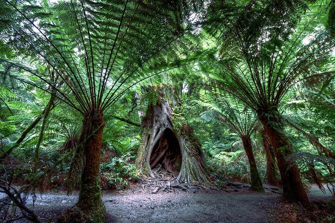 2-Day Melbourne to Adelaide Tour via Great Ocean Road Grampians - Should You Book It? My Take