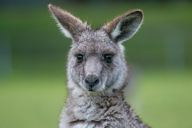 2-Day Melbourne to Adelaide Tour via Great Ocean Road Grampians - Day 1 on the Great Ocean Road: Anglesea to Halls Gap