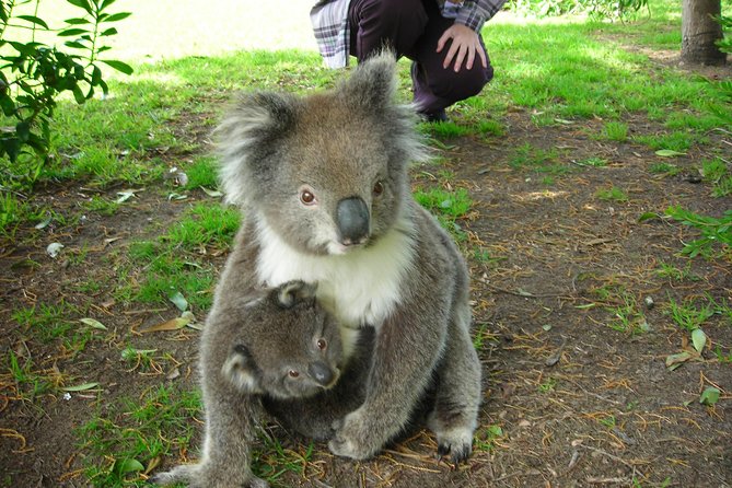 3-Day Melbourne to Adelaide Tour Including the Great Ocean Road - Guides and group size: what you should expect from the human factor