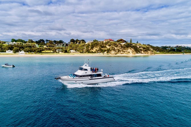 3-Hour Dolphin and Seal Sightseeing Cruise, operated with swim tour passengers - Sorrento departure and the 3-hour flow that keeps it easy