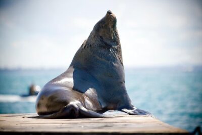3-Hour Dolphin and Seal Sightseeing Cruise, operated with swim tour passengers - Luxury purpose-built boat comfort: deck vs cabin