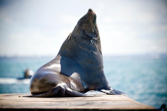 3-Hour Dolphin and Seal Sightseeing Cruise, operated with swim tour passengers - Luxury purpose-built boat comfort: deck vs cabin