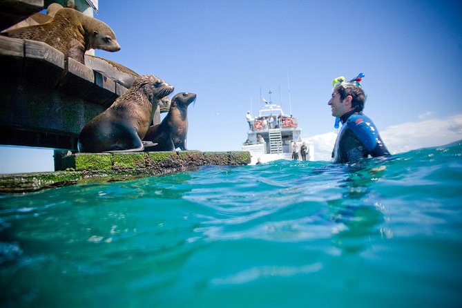 3 hour Dolphin and Seal Swim (NOV-APR) - Dolphin Spotting and the Small-Group Swim in Port Phillip Bay