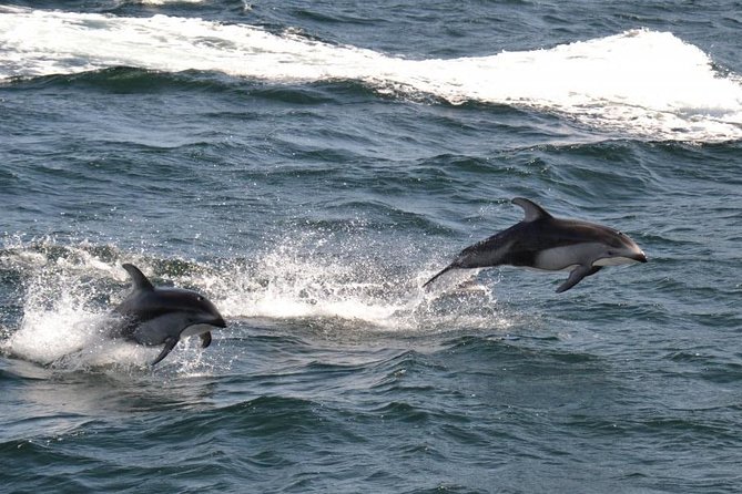 4 Hour Afternoon Whale Watching Tour - Who this tour suits best (and who should think twice)