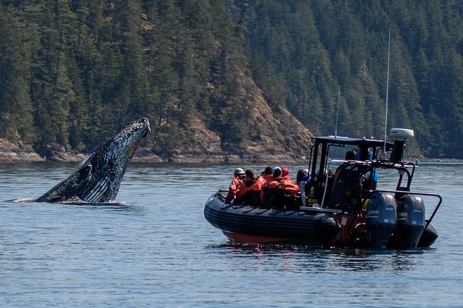4 Hour Afternoon Whale Watching Tour - What you’re actually searching for out on the water
