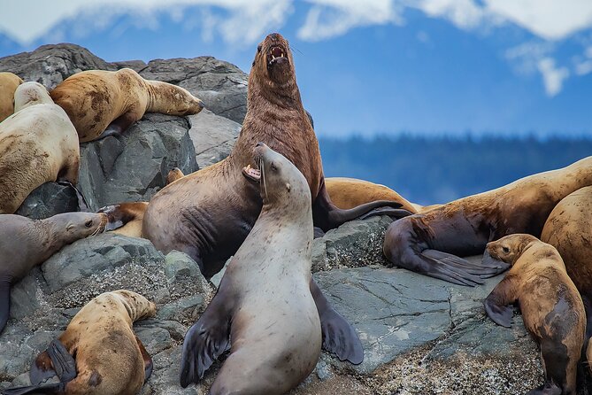 4 Hour Morning Whale Watching Tour - A 4-hour morning whale watch in Campbell River