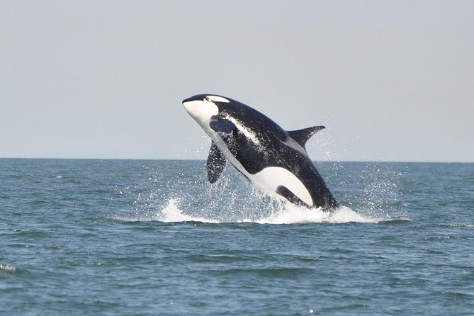 4 Hour Morning Whale Watching Tour - What you might see: orcas, humpbacks, and more