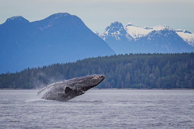 4 Hour Morning Whale Watching Tour - Small-group energy: 10 travelers, not a herd