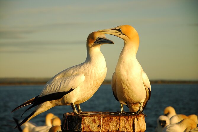 90 minute wildlife and scenic cruise - Who This Cruise Fits Best (And Who Should Skip)