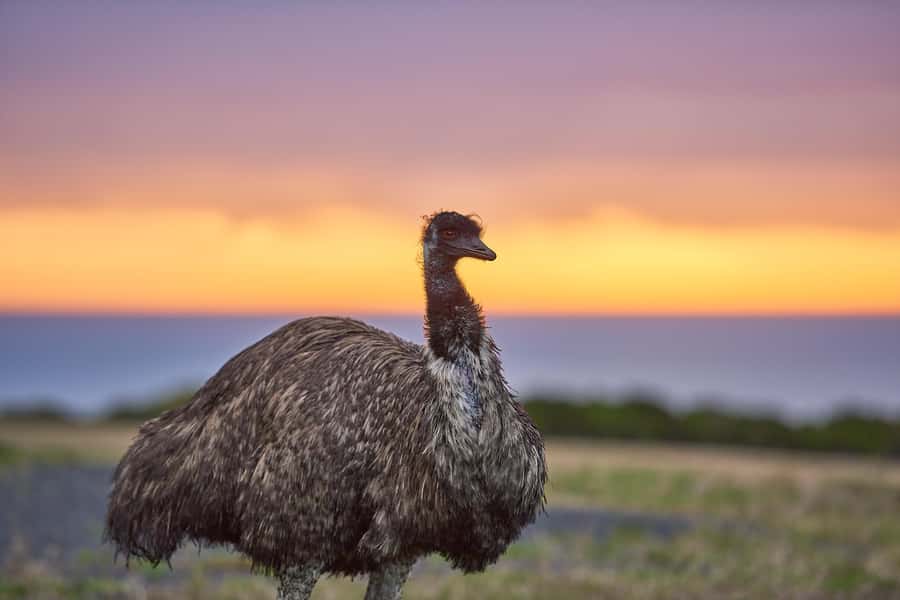 Apollo Bay: Dusk Discovery Great Ocean Road Wildlife Tour - Dusk on the Great Ocean Road: why this timing matters