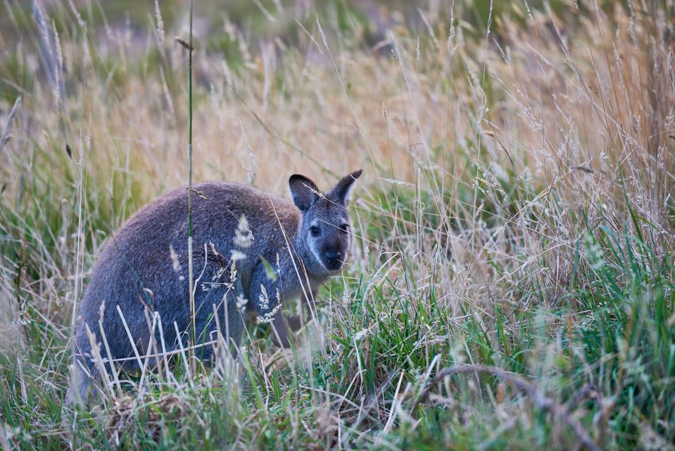 Apollo Bay: Dusk Discovery Great Ocean Road Wildlife Tour - Getting ready: how to plan your evening in Apollo Bay