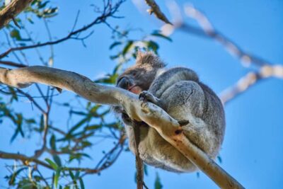 Apollo Bay: Dusk Discovery Great Ocean Road Wildlife Tour - Mezze and a drink before the dusk walk: make the evening feel complete