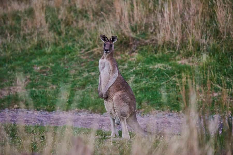 Apollo Bay: Dusk Discovery Great Ocean Road Wildlife Tour - Spotting strategy at dusk: what to watch for when animals are near