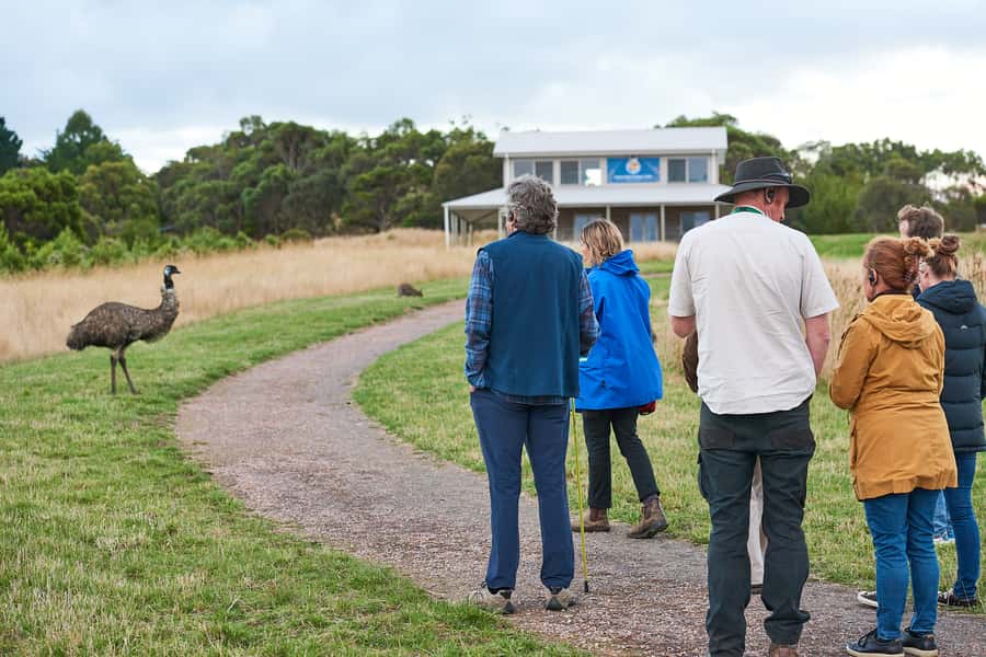 Apollo Bay: Dusk Discovery Great Ocean Road Wildlife Tour - The guide’s role: bush secrets you can carry home