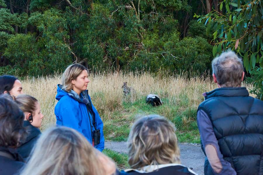 Apollo Bay: Dusk Discovery Great Ocean Road Wildlife Tour - Price and value: is $67 worth a 90-minute guide-led dusk tour?
