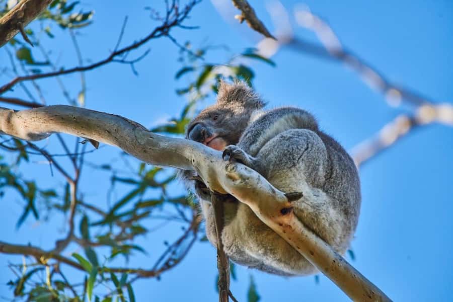 Apollo Bay: Dusk Discovery Great Ocean Road Wildlife Tour - Mezze and a drink before the dusk walk: make the evening feel complete