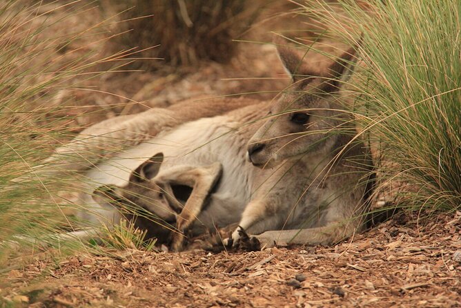 Australian Experience at Werribee Open Range Zoo - excl. entry - Key things to know before you go