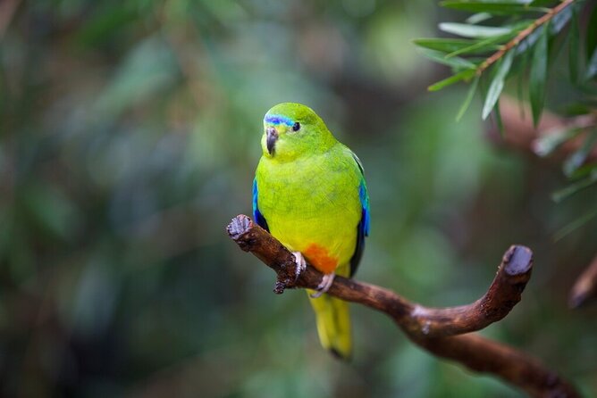 Australian Experience at Werribee Open Range Zoo - excl. entry - What you’re actually booking at Werribee Open Range Zoo