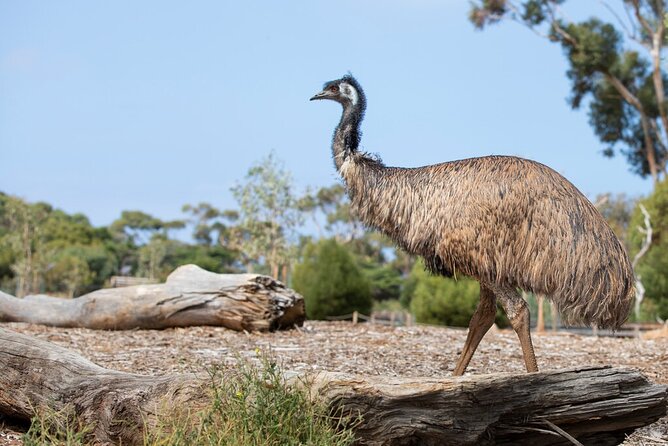 Australian Experience at Werribee Open Range Zoo - excl. entry - Koalas up close: the part everyone remembers