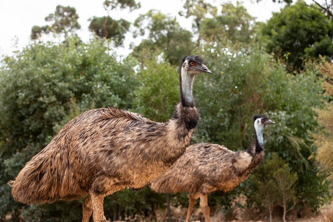Australian Experience at Werribee Open Range Zoo - excl. entry - Kangaroo mob energy on the trail