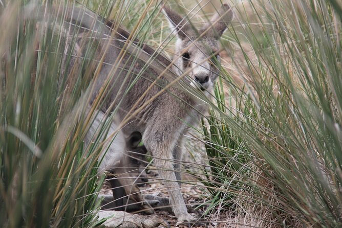 Australian Experience at Werribee Open Range Zoo - excl. entry - The guided Australian Trail: your 30 minutes of animal time