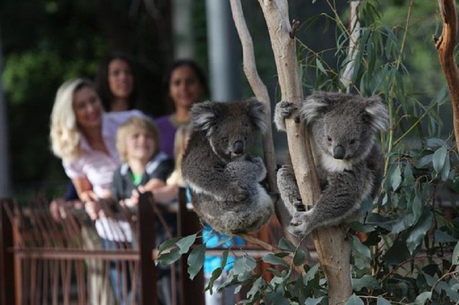 Australian Wildlife Tour at Melbourne Zoo Ticket - excl. entry - Key highlights you’ll remember