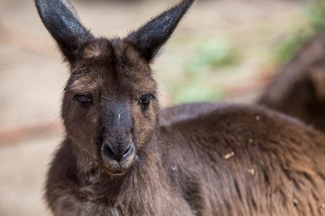 Australian Wildlife Tour at Melbourne Zoo Ticket - excl. entry - Melbourne Zoo at 8:00 am: why early access is the whole point
