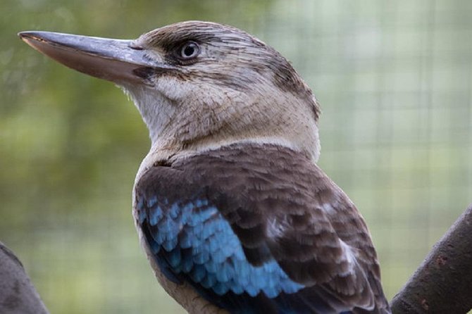 Australian Wildlife Tour at Melbourne Zoo Ticket - excl. entry - Koalas and the first stop: a talk that sets up the rest