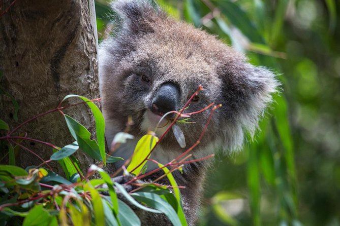 Australian Wildlife Tour at Melbourne Zoo Ticket - excl. entry - Kangaroos, emus, and a breakfast moment behind the scenes
