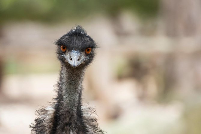 Australian Wildlife Tour at Melbourne Zoo Ticket - excl. entry - Price and value: what $71.01 includes (and what it doesn’t)