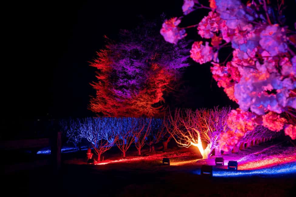 Blossom by Light at CherryHill - Key Things I’d Prioritize