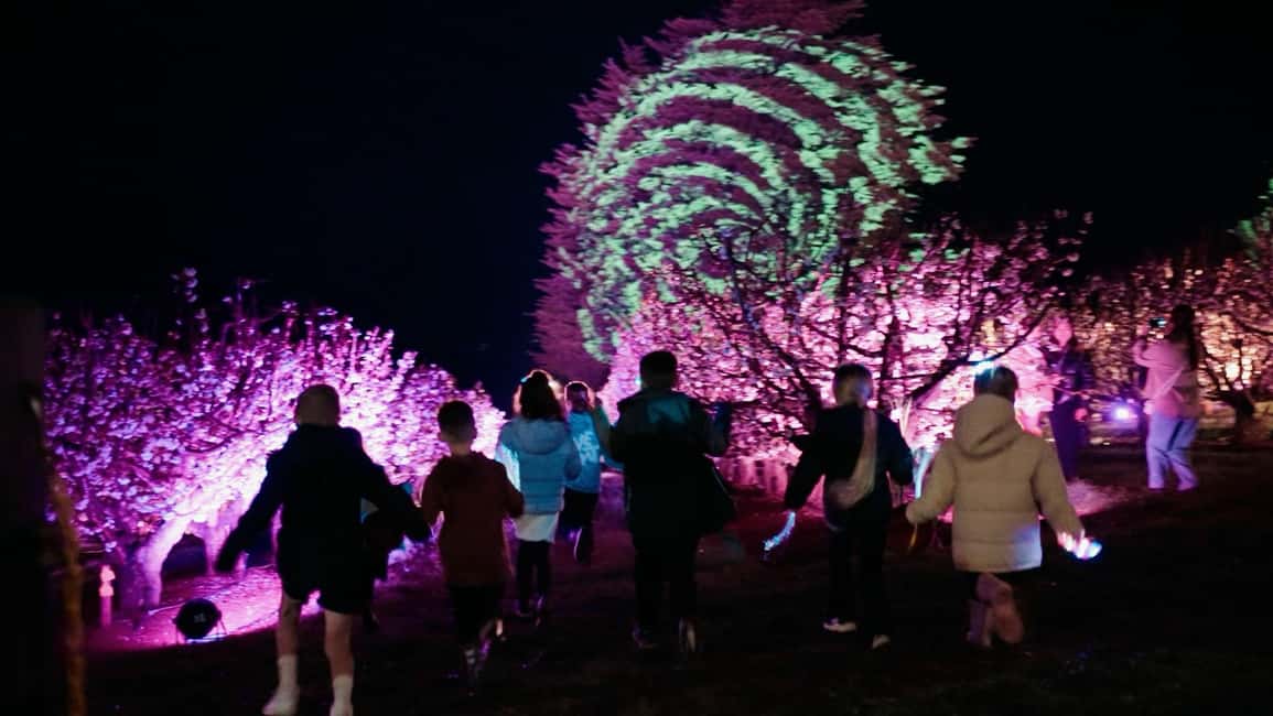 Blossom by Light at CherryHill - The Blossom by Light effect: glowing trees and a light-and-sound show