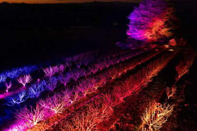 Blossom by Light at CherryHill - Timing the walk: gates at 5:30 and the light show after sunset