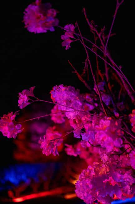 Blossom by Light at CherryHill - Food trucks, cherry beverages, and winery/brewery tastings