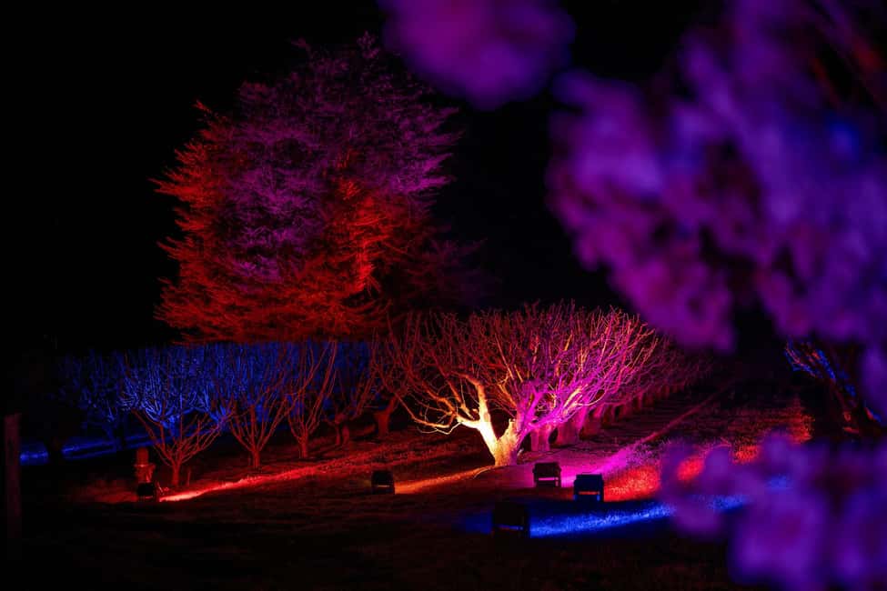 Blossom by Light at CherryHill - What to bring: comfy shoes, warm layers, and an easy night plan