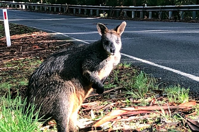Boutique Great Ocean Road, wildlife and Rainforest Experience - Morning pickup in Melbourne: a 6:45 am start with real comfort