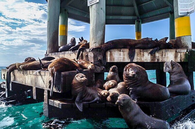 Cape Woolamai Sightseeing Cruise from San Remo - On-board comfort: seating, staff care, and the refreshments that matter