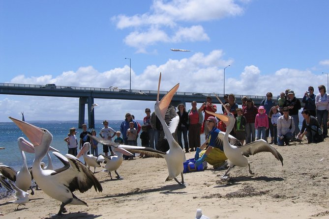 Cape Woolamai Sightseeing Cruise from San Remo - The captain’s commentary: how it turns scenery into a story