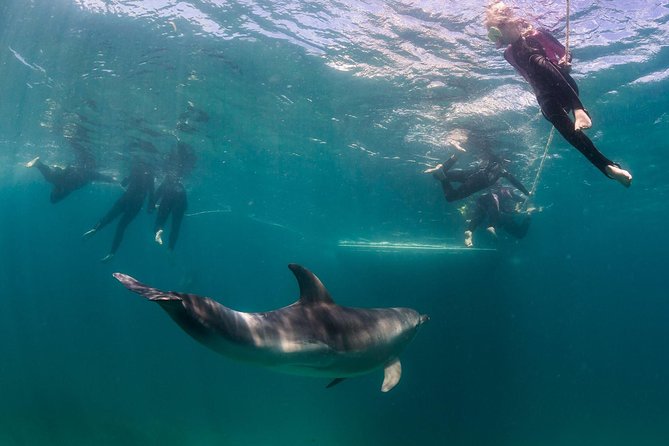 Dolphin and Seal snorkel adventure from Sorrento - Getting started at Sorrento Pier and the Moonraker