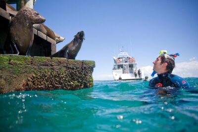 Dolphin and Seal snorkel adventure from Sorrento - Seals in the shallow water: close, curious, and untrained